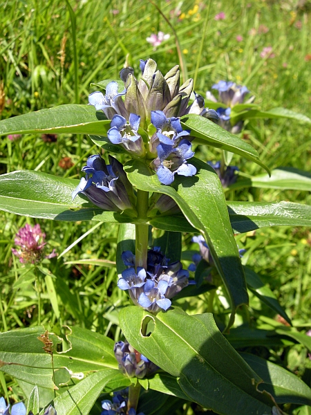 Gentiana cruciata / Genziana crociata